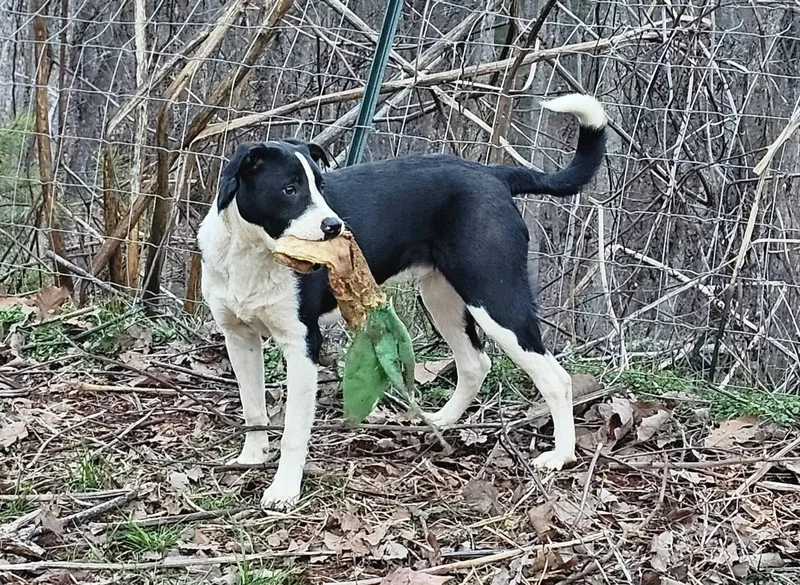 Tater Tot $ thumbnail 4