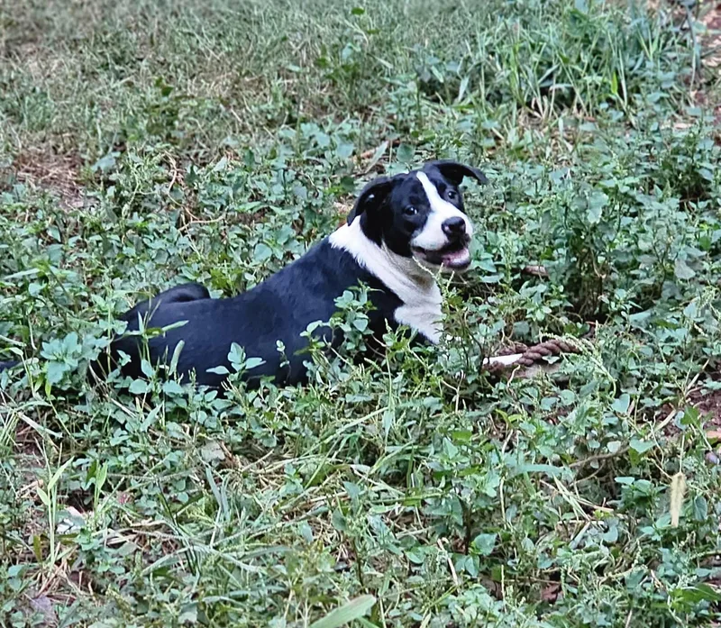 Tater Tot $ thumbnail 6