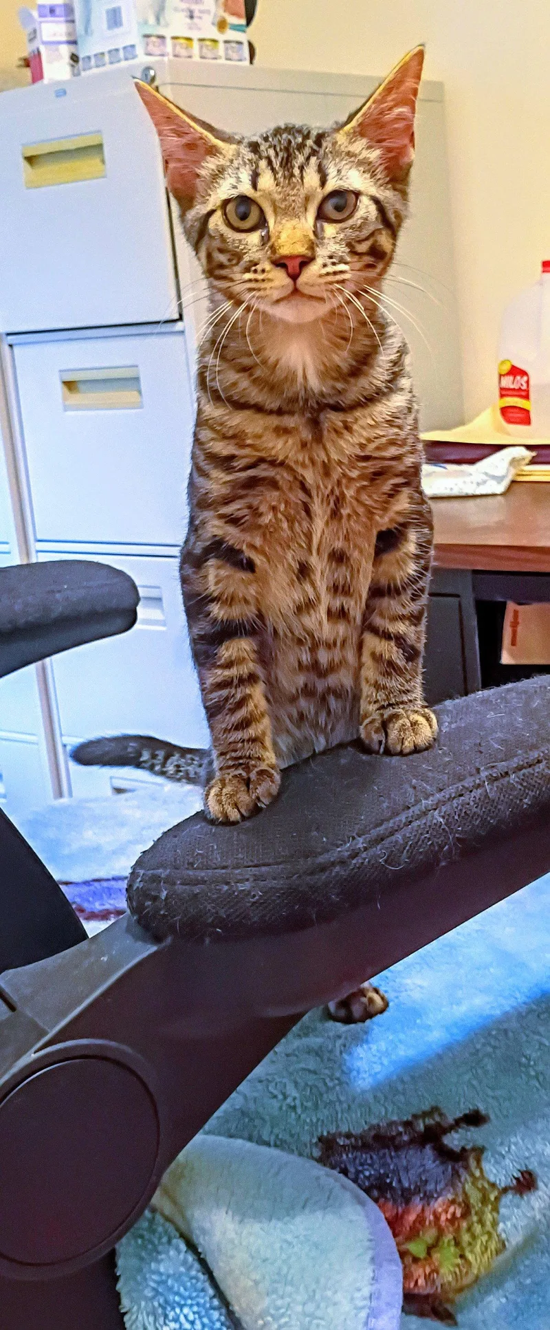 A baby medium-sized male Domestic Short Hair cat named Niko for adoption in Livonia, MI