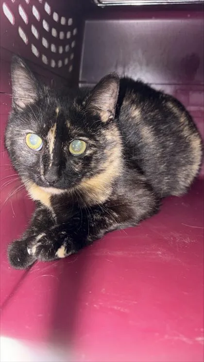 An adult small-sized female Domestic Short Hair cat named Mocha Cookie Crumble for adoption in West Chester, PA