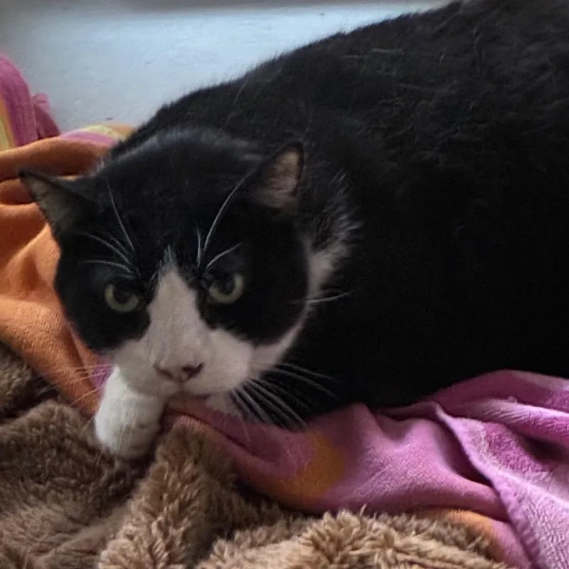 A senior extra large-sized male Black Domestic Short Hair cat named Bandit for adoption in Yuma, AZ