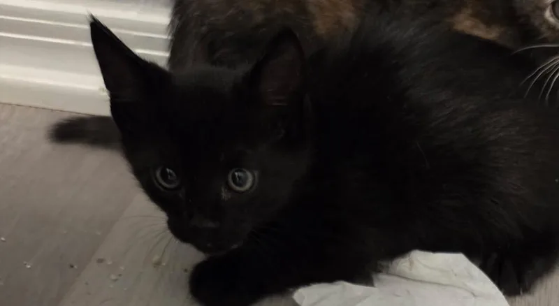 A baby medium-sized male Domestic Short Hair cat named Orion for adoption in Tampa, FL