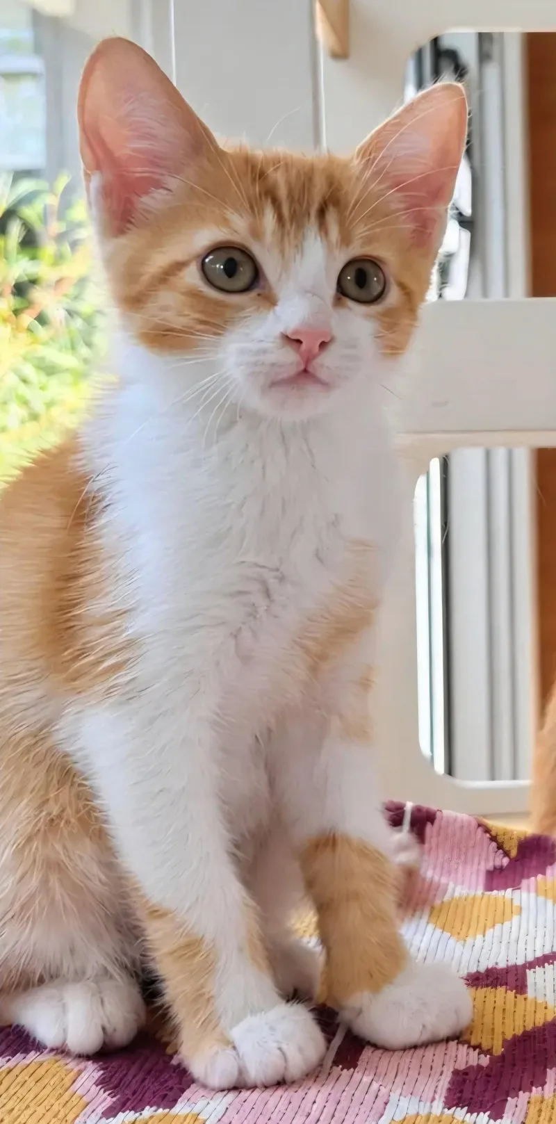 A baby medium-sized male Orange & White Tabby cat named Pumpkin for adoption in Campbell, CA