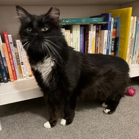 Brighton thumbnail 4