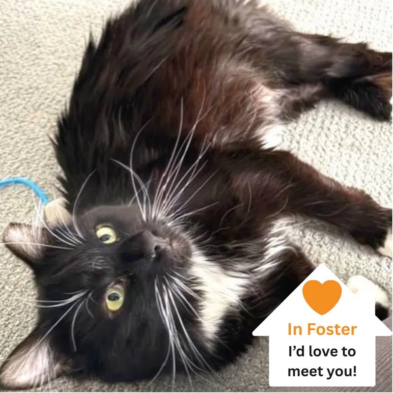 Brighton thumbnail 5