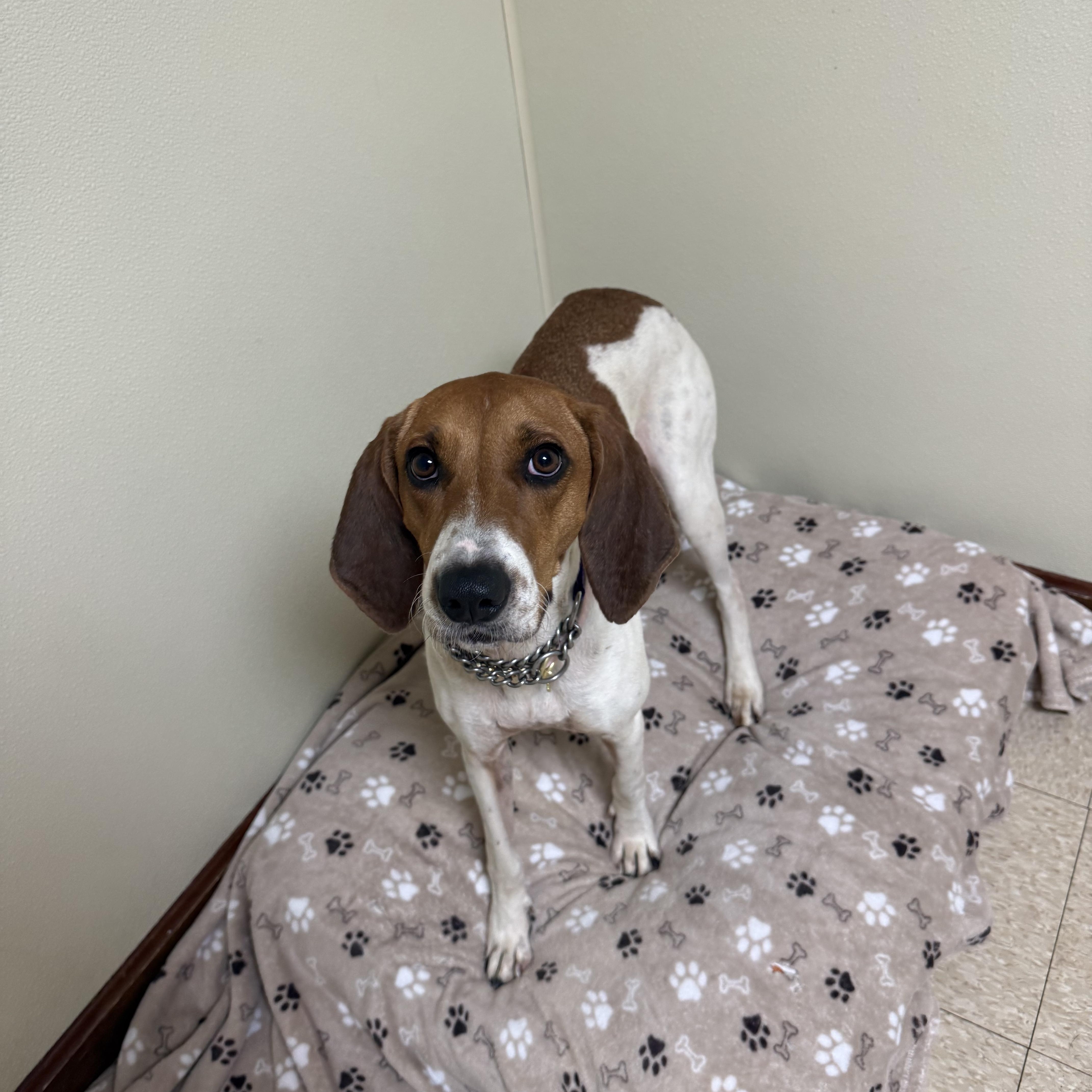 A young medium-sized female White / Cream Hound dog named Peggy Sue for adoption in Douglas, MA