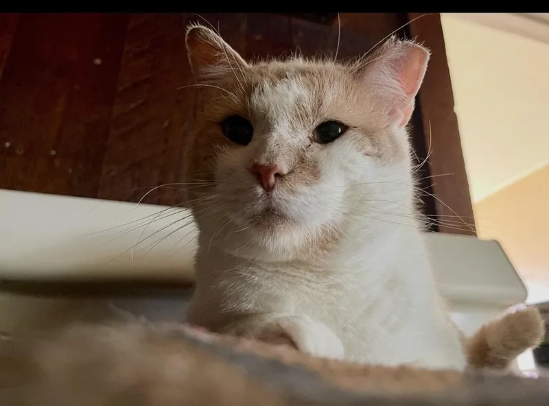 An adult small-sized male Orange & White Domestic Short Hair cat named Grizz for adoption in Poplar Grove, IL