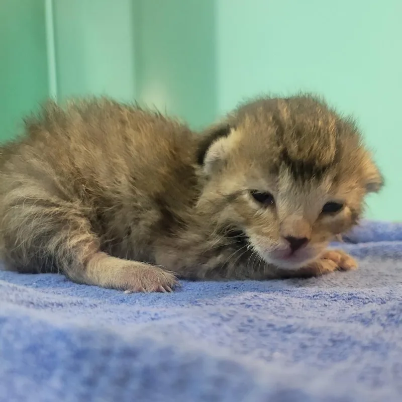 A baby small-sized female Brown / Chocolate Domestic Short Hair cat named Eevee for adoption in Cabot, AR