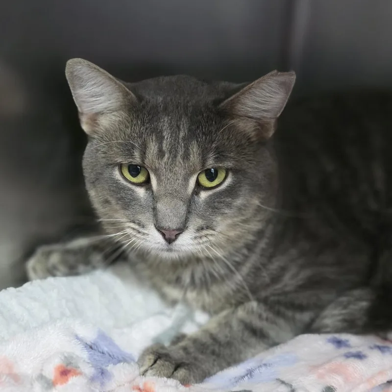 An adult large-sized male Gray / Blue / Silver Domestic Short Hair cat named Gabe for adoption in Huntsville, AL