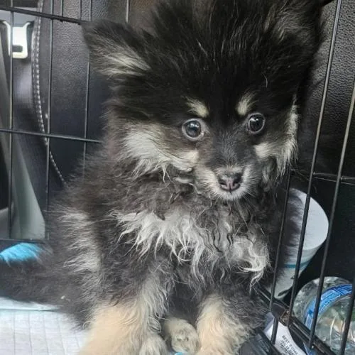 A baby small-sized female Pomeranian dog named Jill for adoption in Twin lakes, WI