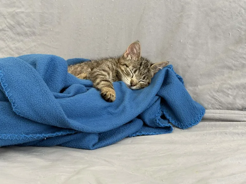 A baby small-sized female Tabby (Brown / Chocolate) Domestic Short Hair cat named Phoebe for adoption in Odenton, MD