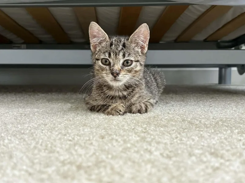 Phoebe thumbnail 3