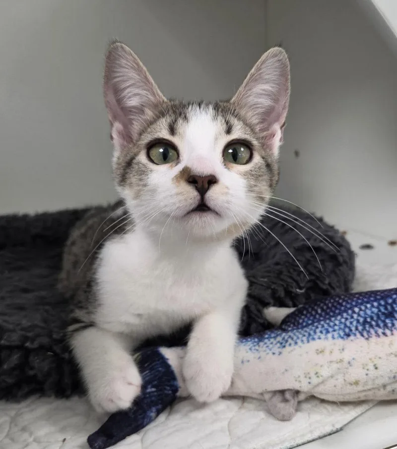 A young medium-sized female Domestic Short Hair cat named Captain Cold for adoption in Satellite Beach, FL