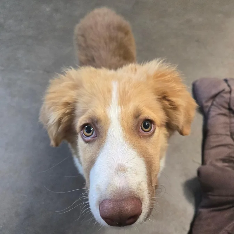 A baby large-sized male Red / Chestnut / Orange Great Pyrenees dog named Macaroni for adoption in Graham, TX