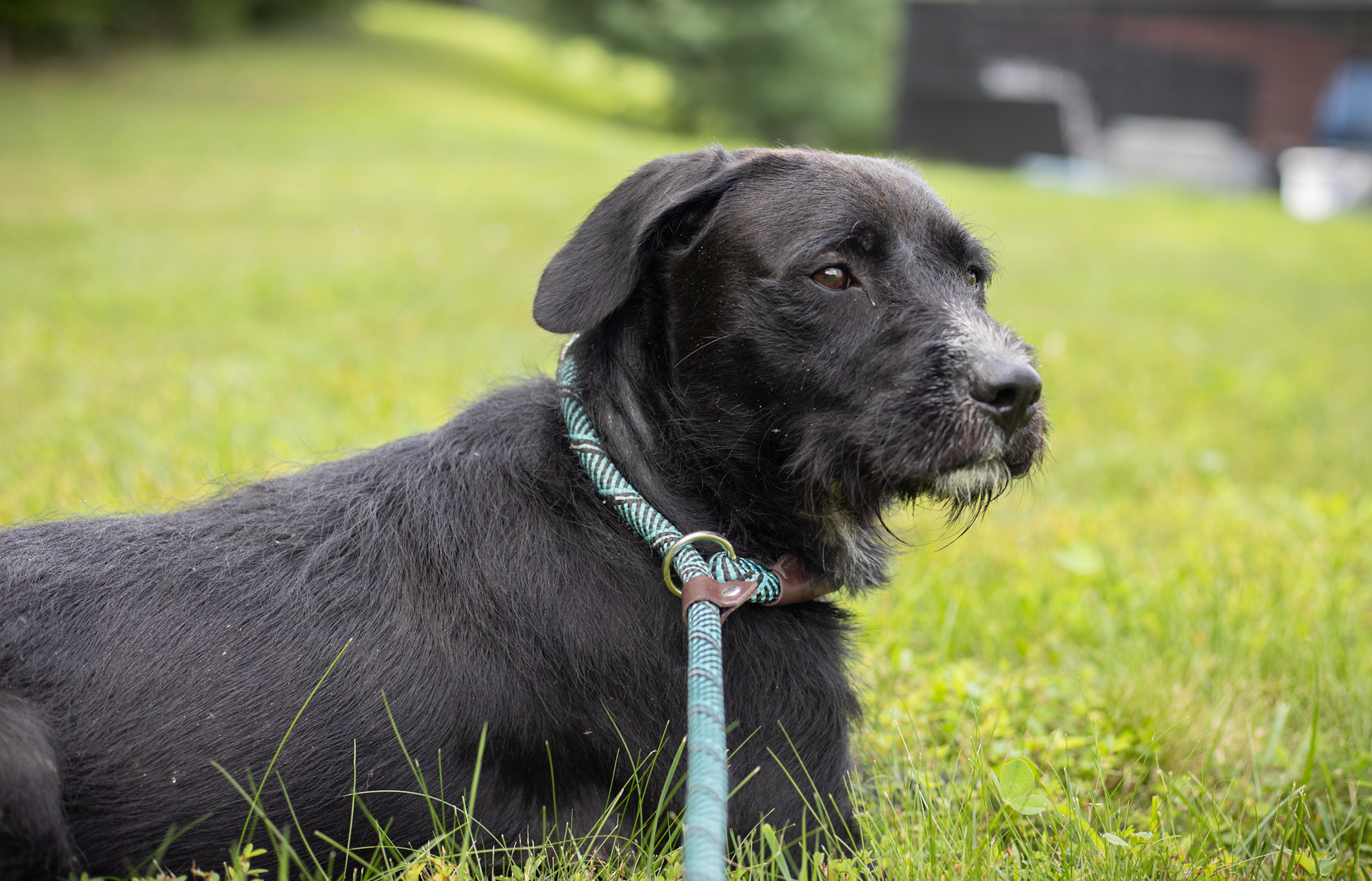 An adult medium-sized female Black German Wirehaired Pointer dog named Taffy for adoption in Stafford, VA