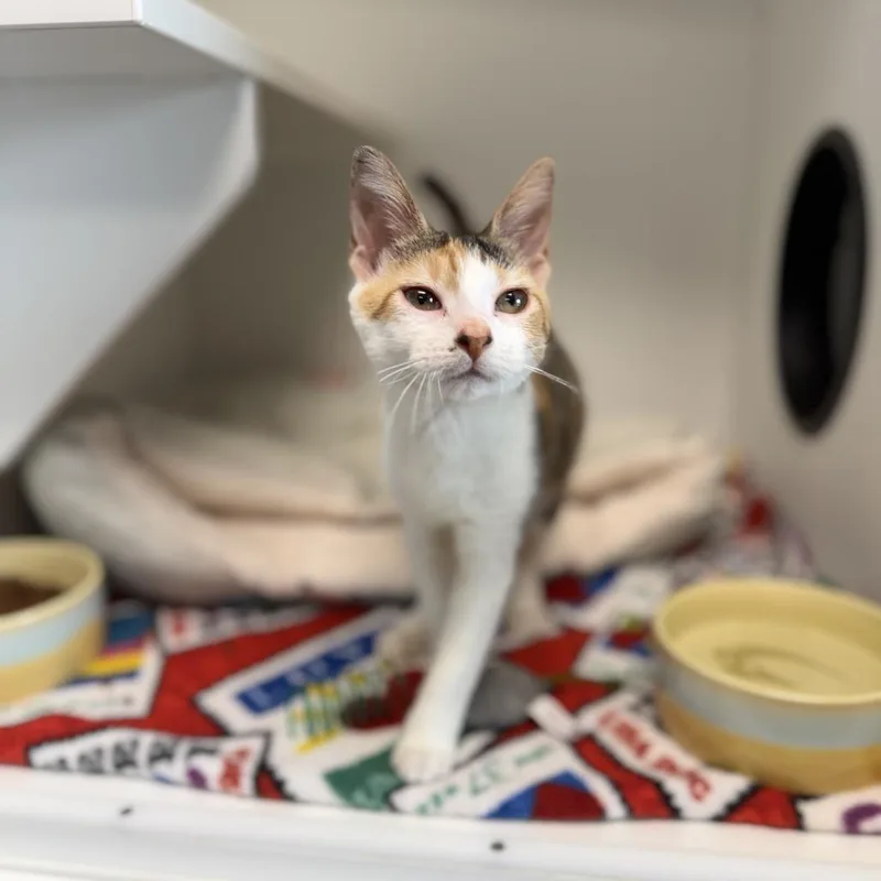 Confetti thumbnail 2