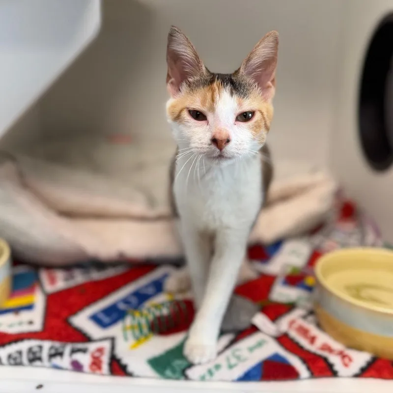 Confetti thumbnail 3