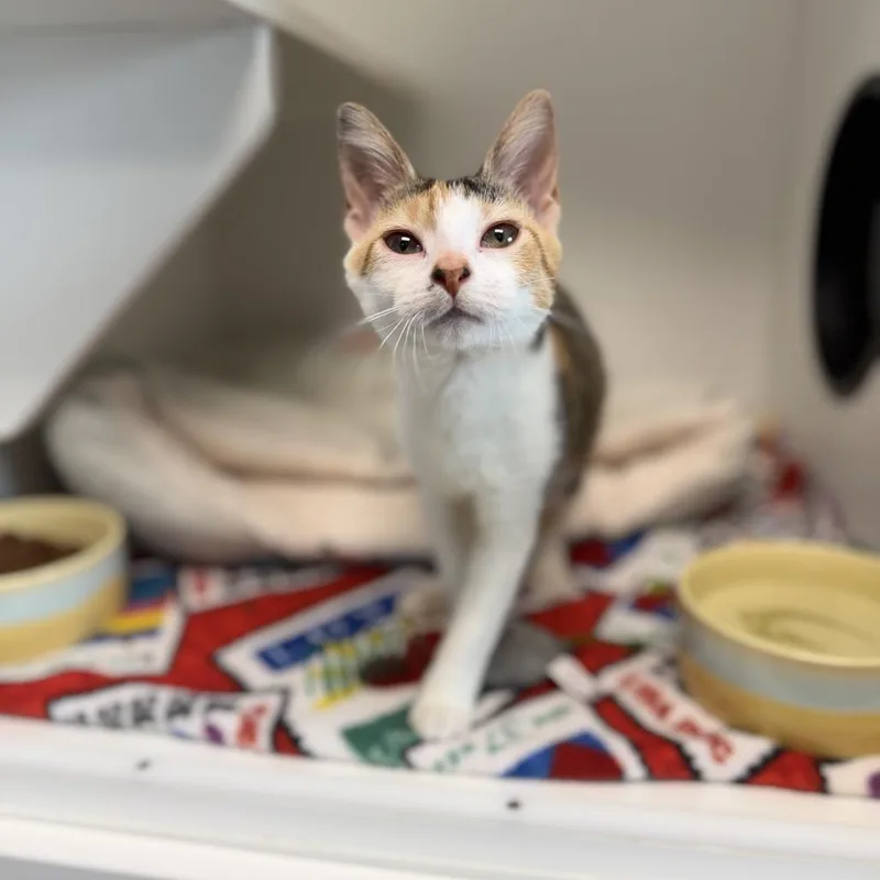 Confetti thumbnail 5