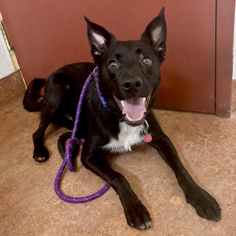 A young medium-sized male Black Australian Cattle Dog / Blue Heeler dog named Tucker for adoption in Glenwood Springs, CO
