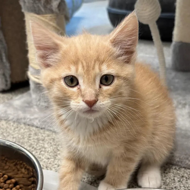 A baby small-sized male Buff / Tan / Fawn Domestic Short Hair cat named Teddy for adoption in Naperville, IL