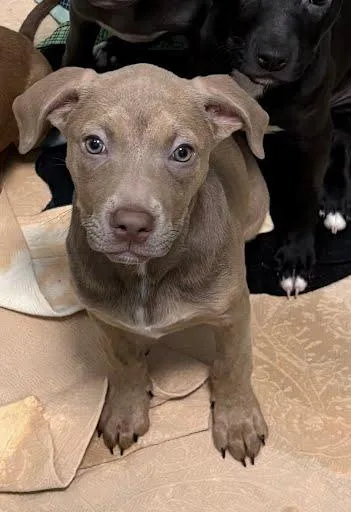 A baby medium-sized female Terrier dog named Moana for adoption in Washington, DC