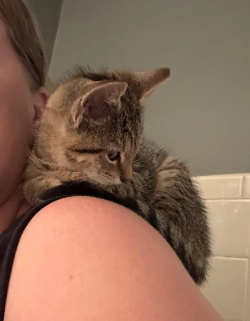 A baby medium-sized female Domestic Short Hair cat named Wendy for adoption in Nashville, TN