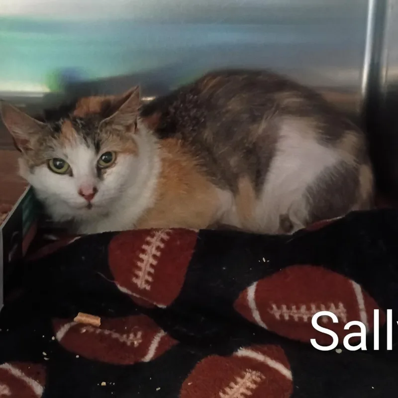 A young medium-sized female Calico Domestic Short Hair cat named Sally for adoption in Knoxville, TN