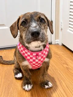 A baby medium-sized female Labrador Retriever dog named Mocha for adoption in Reseda, CA