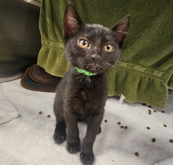 A baby small-sized male Domestic Short Hair cat named Granite for adoption in Dublin, CA