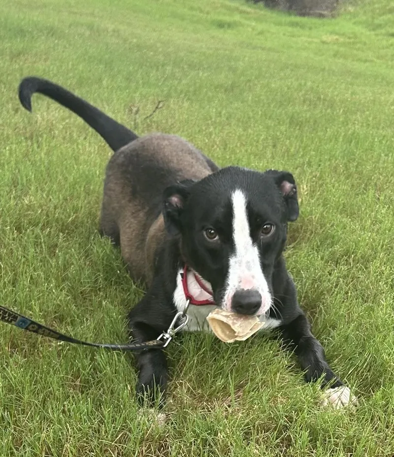 A young medium-sized male Tricolor (Brown, Black, & White) Border Collie dog named Chunk for adoption in Horn Lake, MS