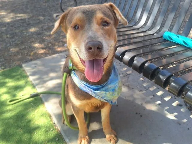 A young large-sized male Rottweiler dog named Snickerdoodle for adoption in Mesa, AZ