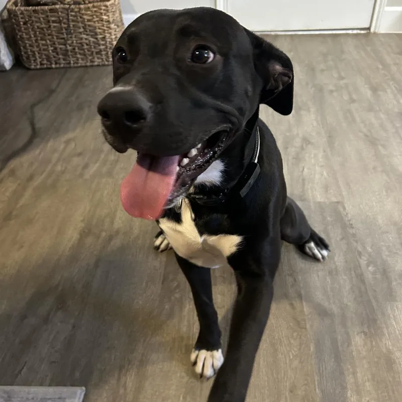 A young medium-sized male Labrador Retriever dog named Boots for adoption in Austin, TX