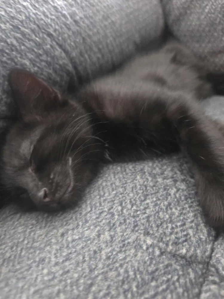 A baby small-sized male Black Domestic Short Hair cat named Raoul for adoption in Bellingham, WA