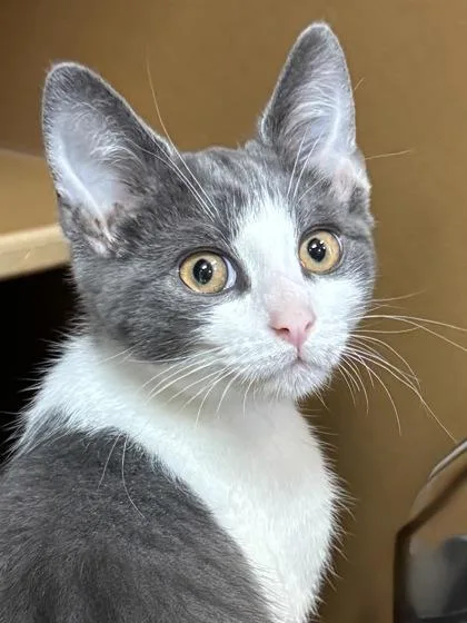 A baby small-sized male Domestic Short Hair cat named Batman $ for adoption in Seneca, SC