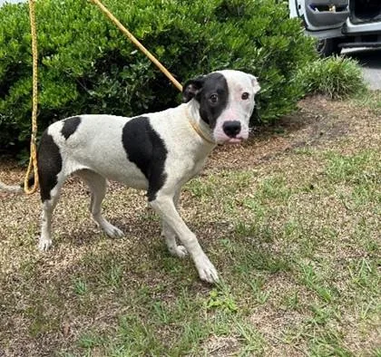A young small-sized female Mixed Breed dog named Lu for adoption in Savannah, GA