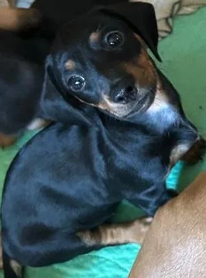 Maci Pup