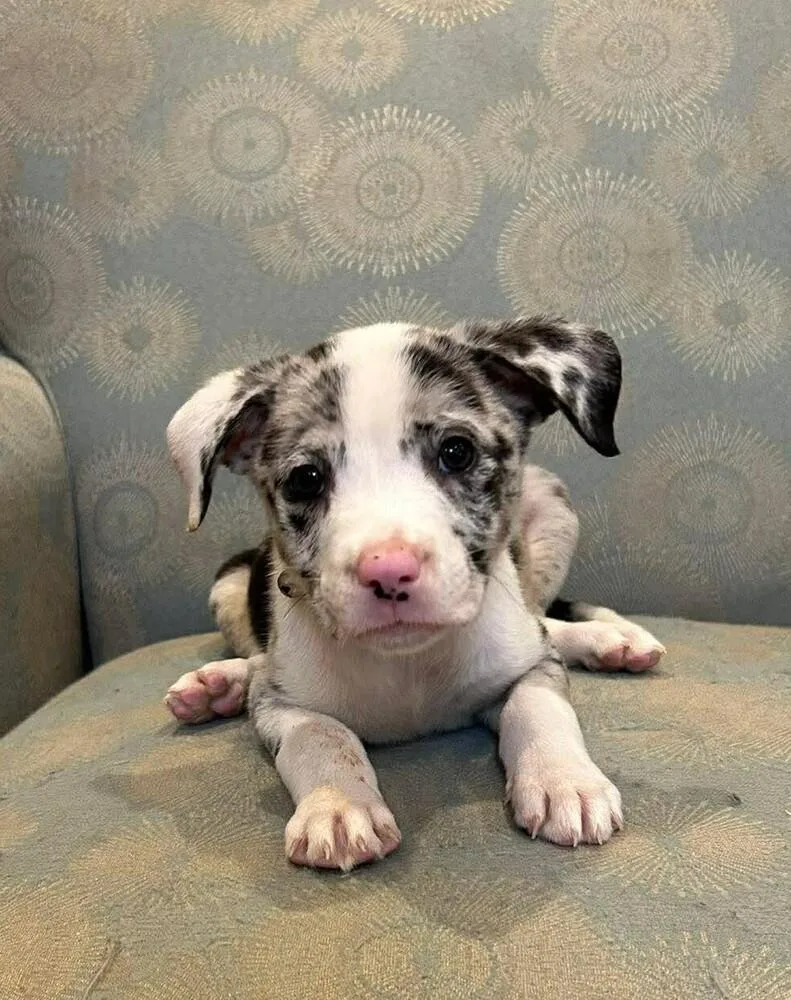 A baby medium-sized female Catahoula Leopard Dog dog named Priscilla for adoption in Peoria, IL