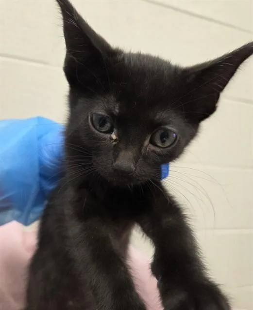 A baby small-sized female Domestic Short Hair cat named Nessa for adoption in Brighton, CO