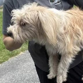 A young small-sized male Havanese dog named Vanilla Ice for adoption in East Hanover, NJ