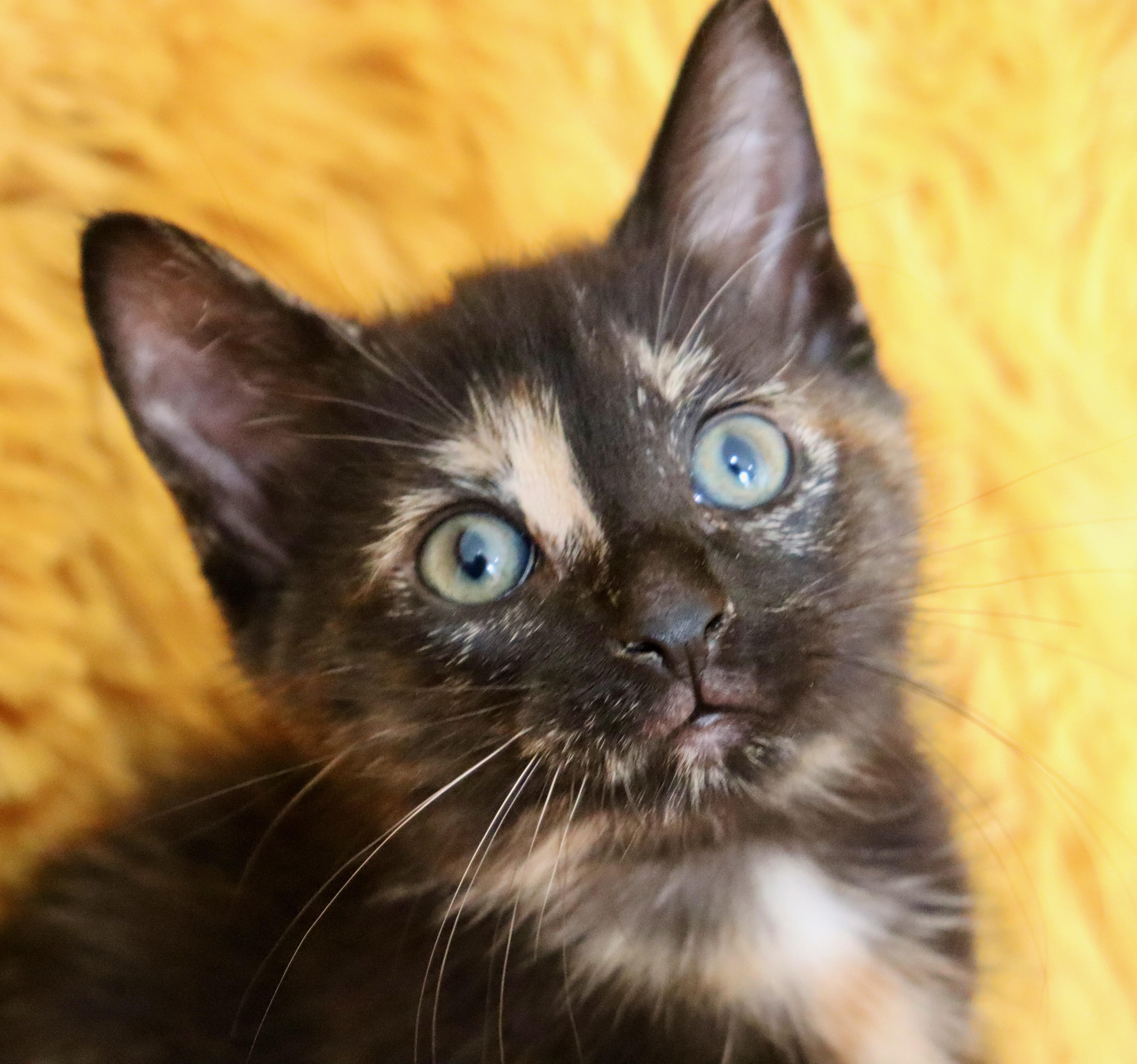 A baby medium-sized female Tortoiseshell Tortoiseshell cat named Pansy for adoption in Saint Augustine, FL
