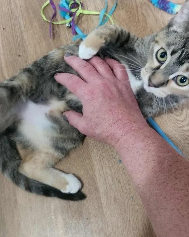 Buckwheat thumbnail 2