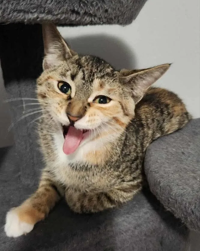 Buckwheat thumbnail 3