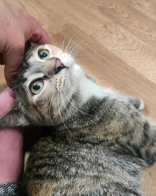 Buckwheat thumbnail 4