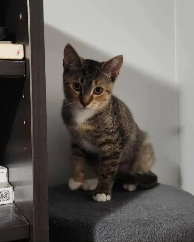 Buckwheat thumbnail 5