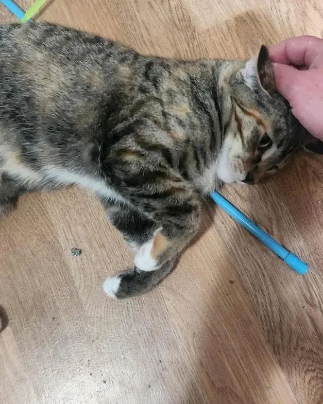 Buckwheat thumbnail 6