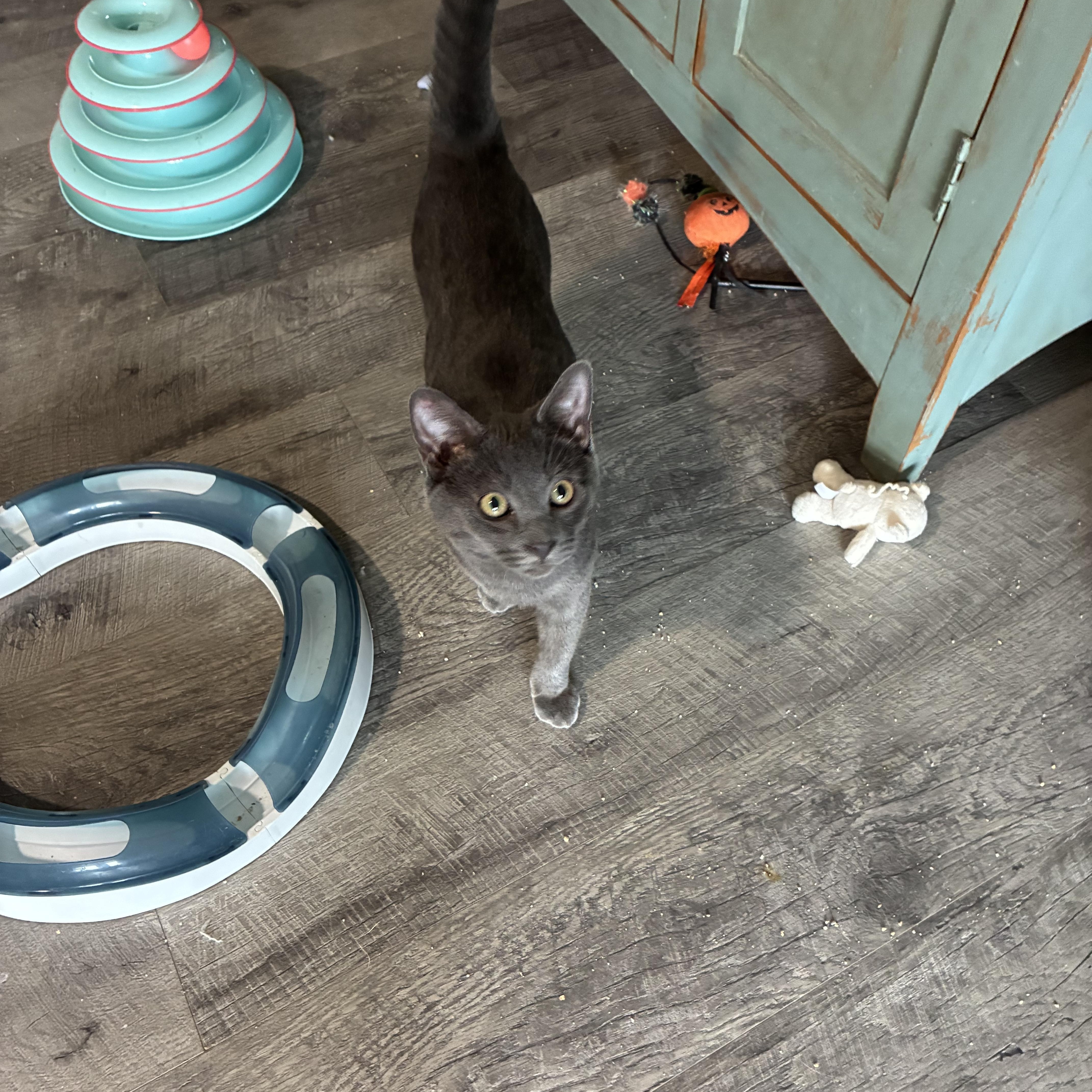 A baby small-sized male Domestic Short Hair cat named Lonnie for adoption in queen creek, AZ