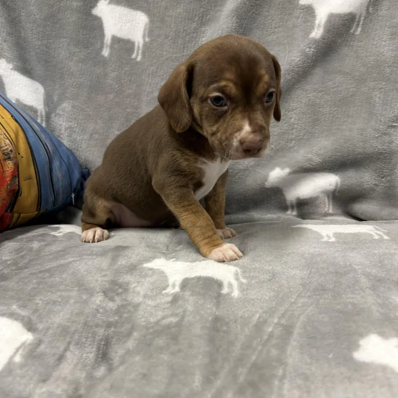 Puppies!