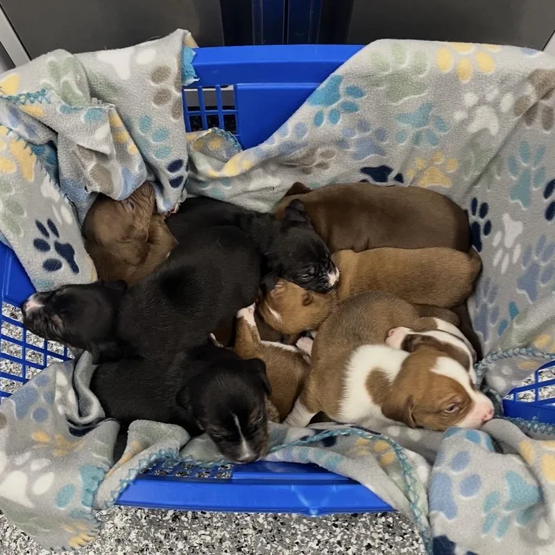 Puppies! thumbnail 2