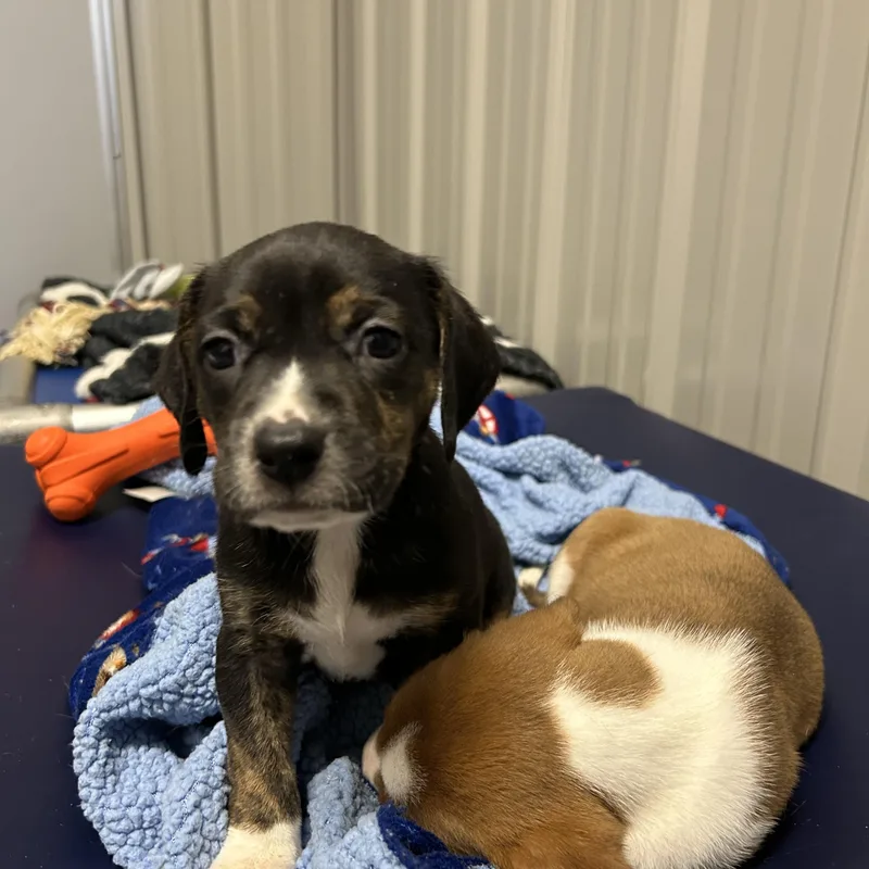 Puppies! thumbnail 3