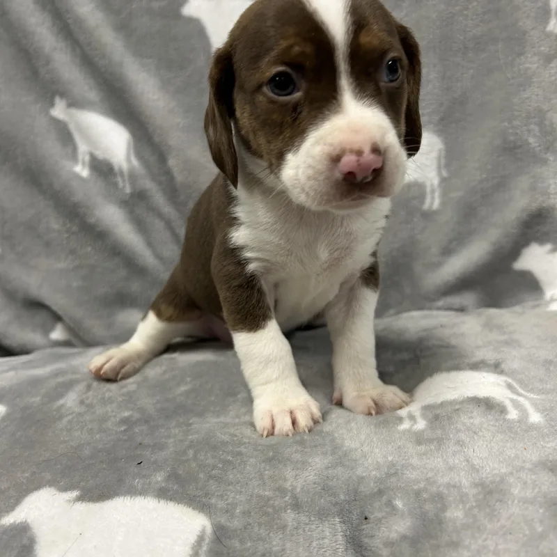 Puppies! thumbnail 4
